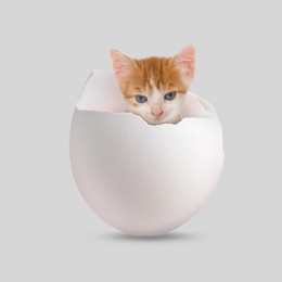 Image of Cute kitten looking out of cracked eggshell on light grey background. Baby animal