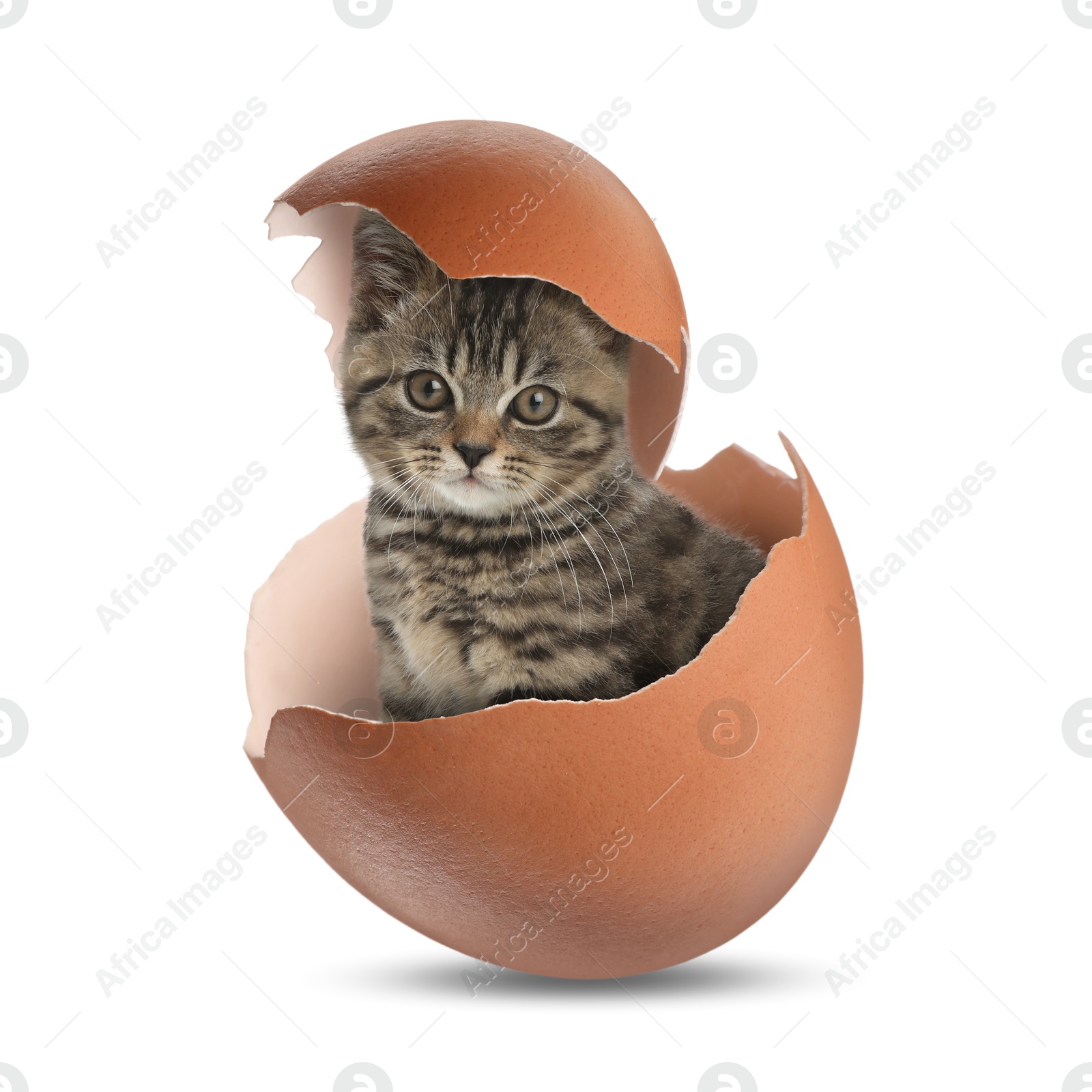 Image of Cute kitten looking out of cracked eggshell on white background. Baby animal