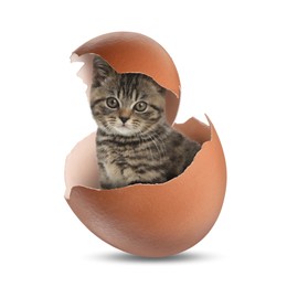 Image of Cute kitten looking out of cracked eggshell on white background. Baby animal