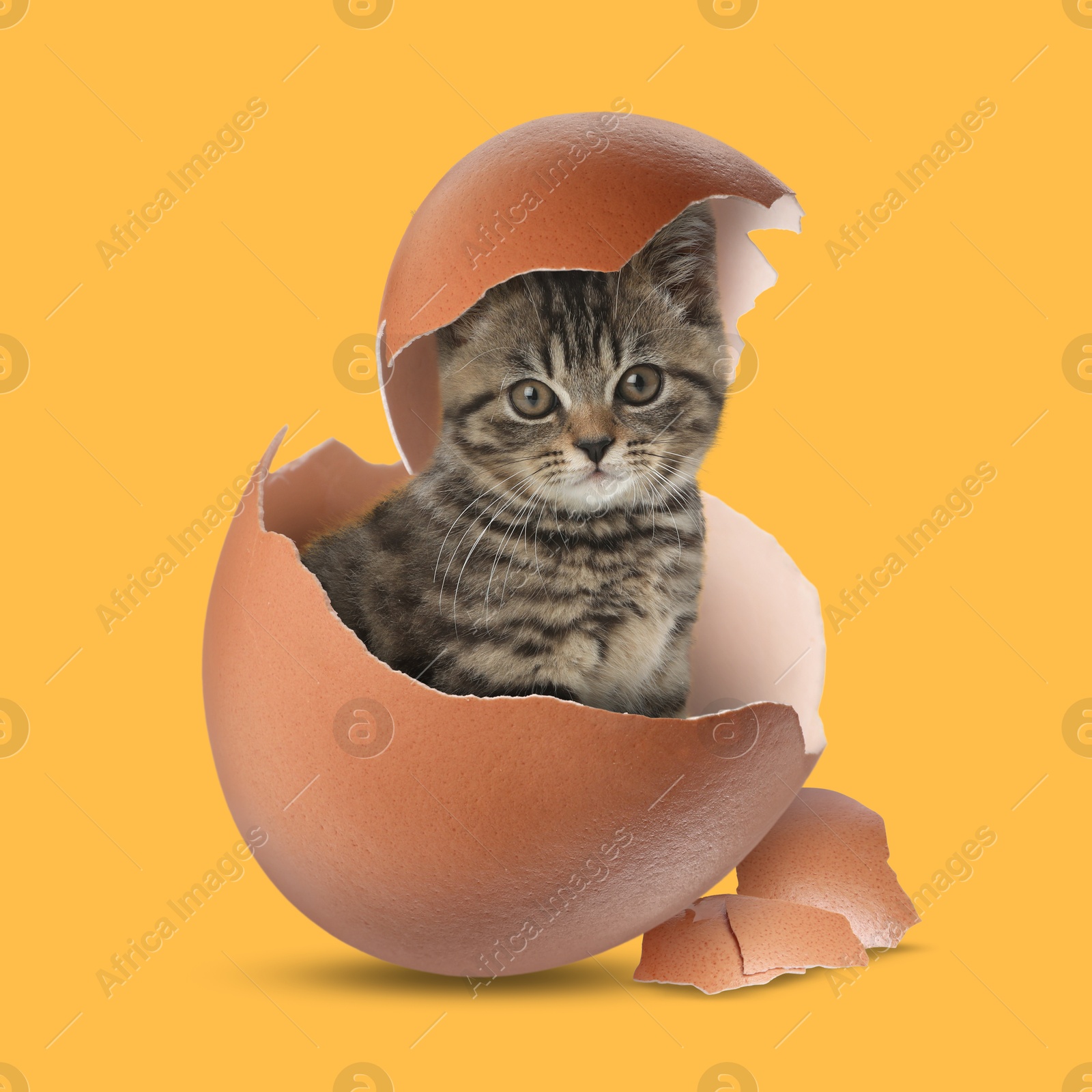 Image of Cute kitten looking out of cracked eggshell on orange background. Baby animal