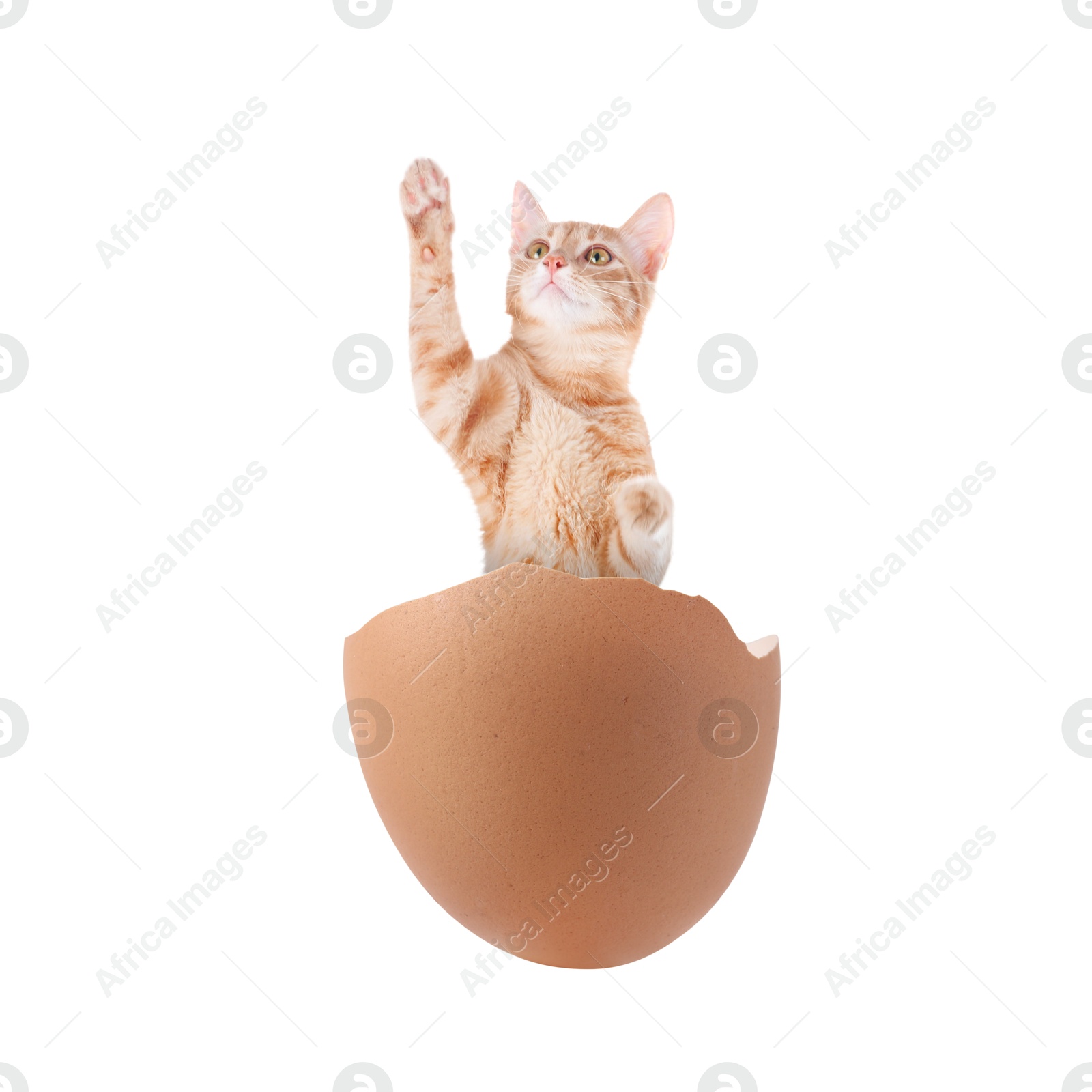 Image of Cute cat jumping out of cracked eggshell on white background