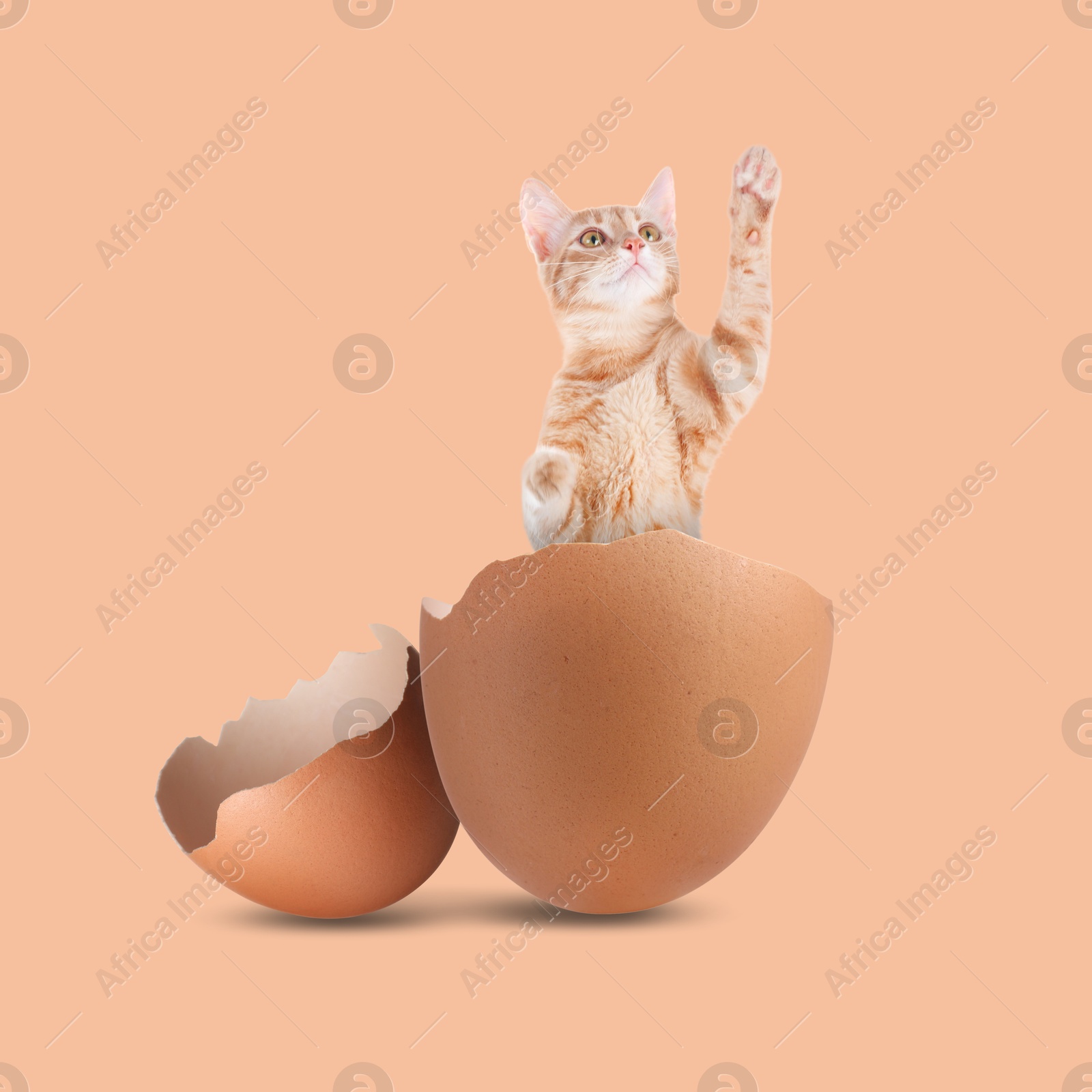 Image of Cute cat jumping out of cracked eggshell on pink beige background