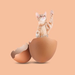 Image of Cute cat jumping out of cracked eggshell on pink beige background