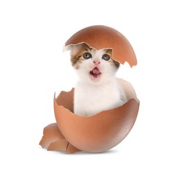 Image of Cute kitten looking out of cracked eggshell on white background. Baby animal