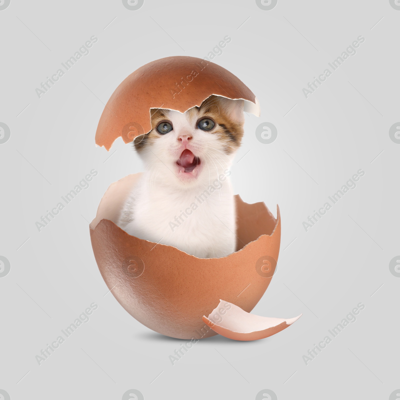 Image of Cute kitten looking out of cracked eggshell on light grey background. Baby animal