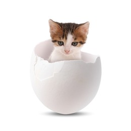 Image of Cute kitten looking out of cracked eggshell on white background. Baby animal