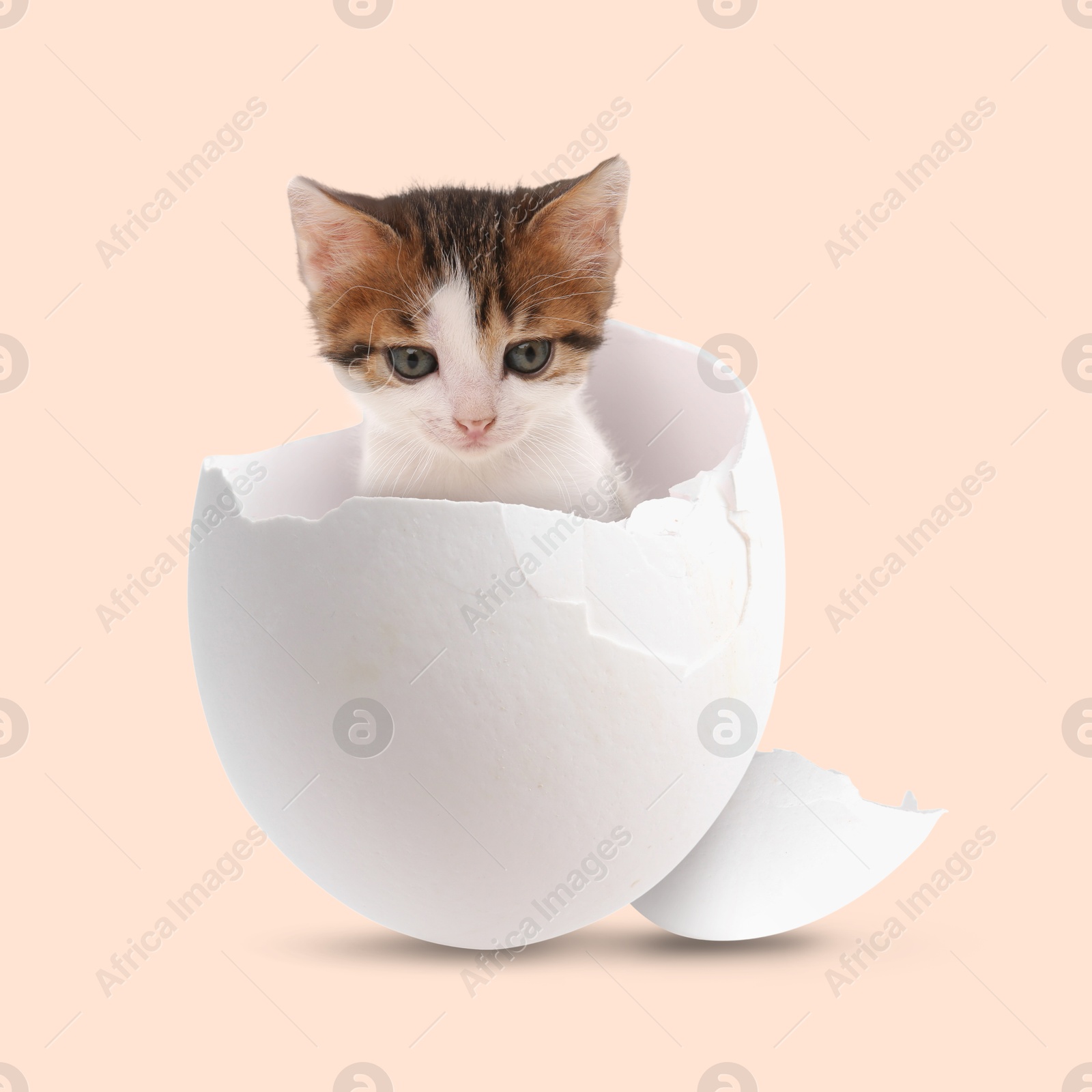 Image of Cute kitten looking out of cracked eggshell on beige background. Baby animal