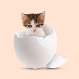 Image of Cute kitten looking out of cracked eggshell on beige background. Baby animal