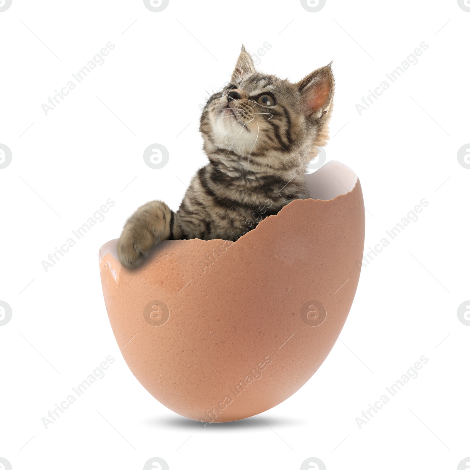 Image of Cute kitten looking out of cracked eggshell on white background. Baby animal