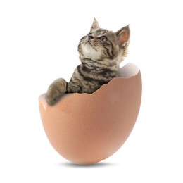 Image of Cute kitten looking out of cracked eggshell on white background. Baby animal