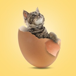 Image of Cute kitten looking out of cracked eggshell on golden background. Baby animal