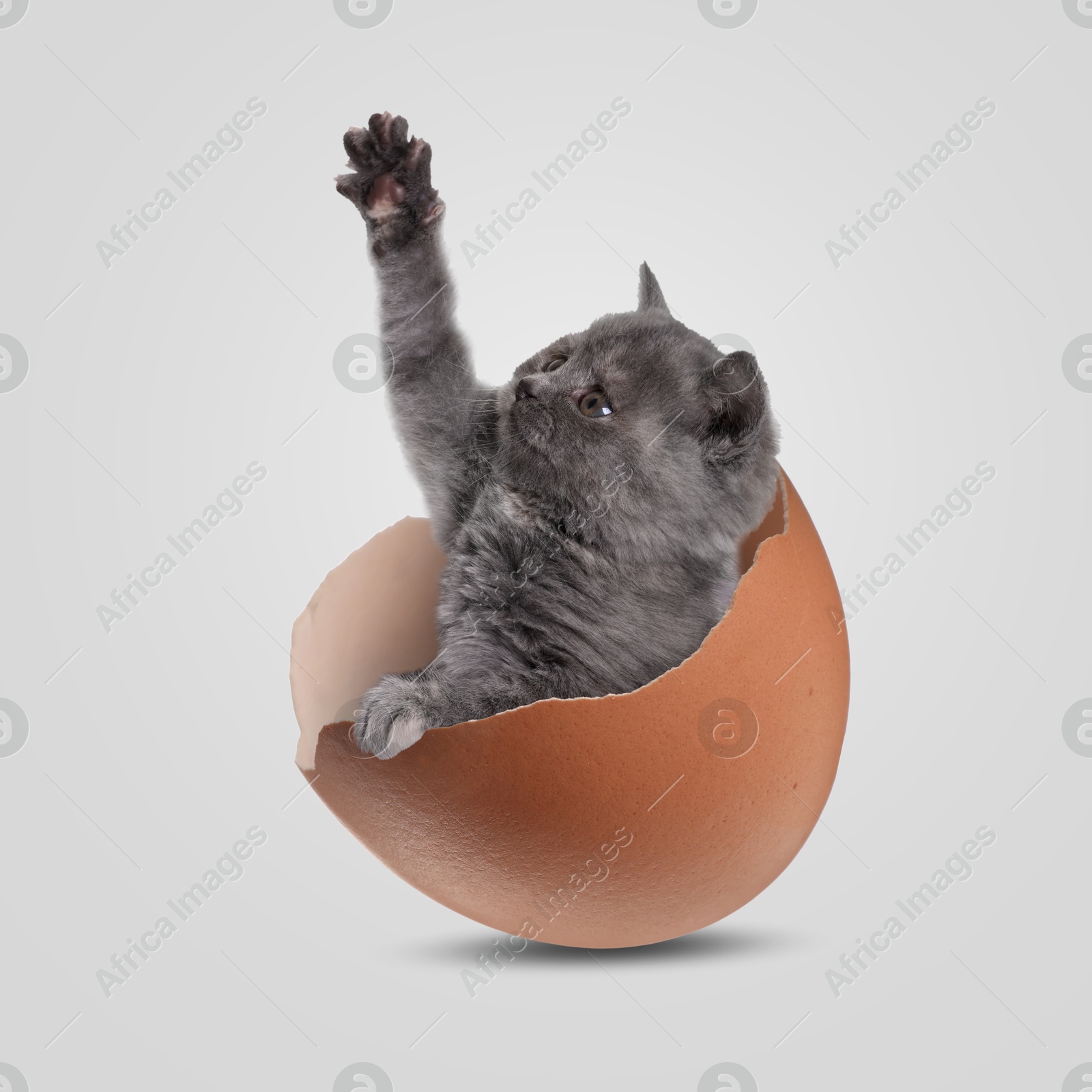 Image of Cute kitten looking out of cracked eggshell on light grey background. Baby animal