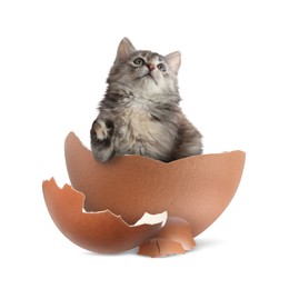 Image of Cute kitten looking out of cracked eggshell on white background. Baby animal