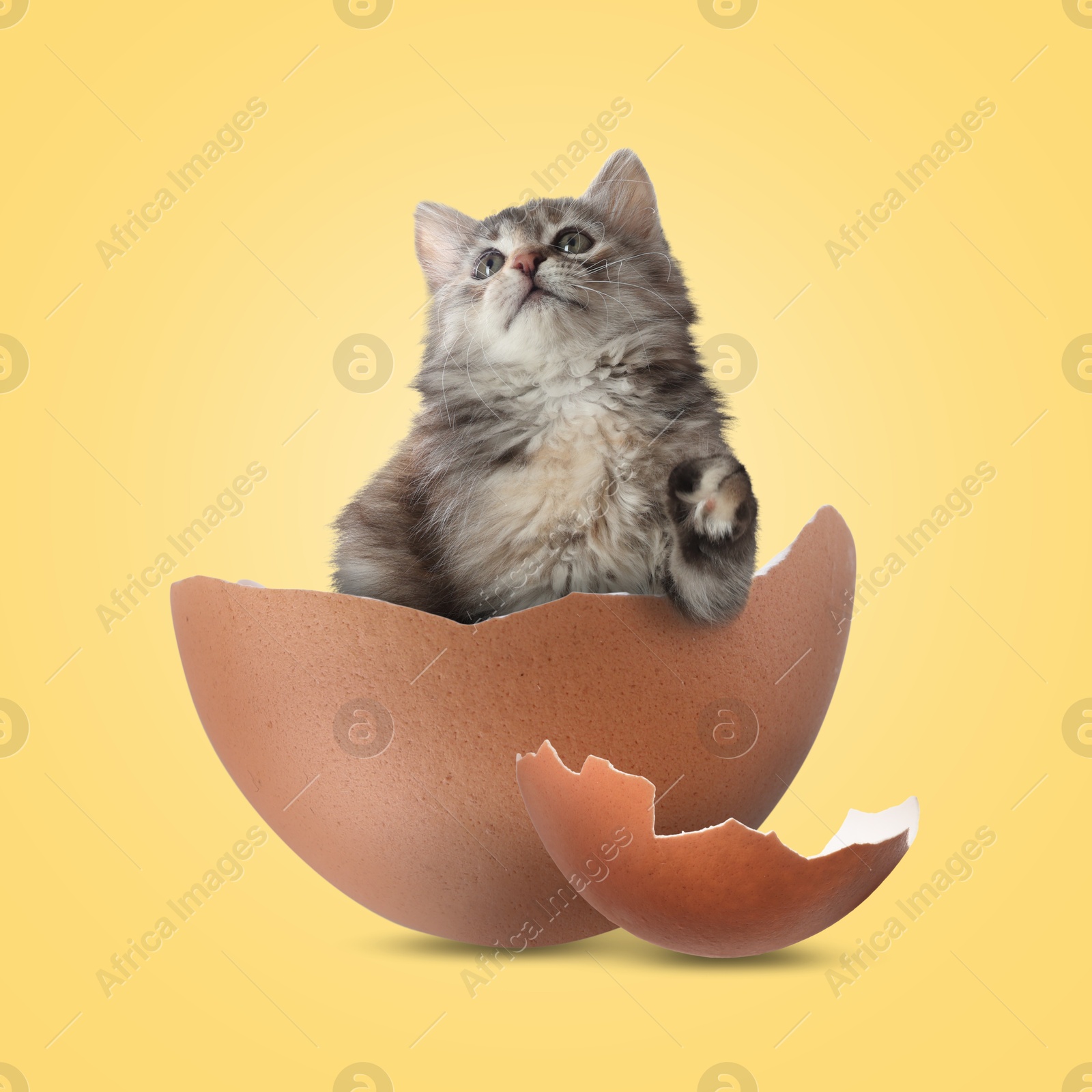 Image of Cute kitten looking out of cracked eggshell on golden background. Baby animal