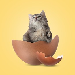 Image of Cute kitten looking out of cracked eggshell on golden background. Baby animal