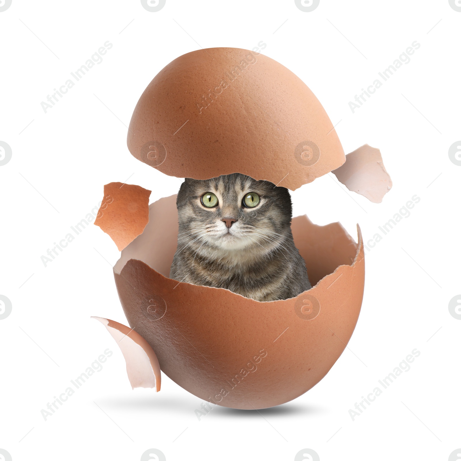 Image of Cute cat looking out of cracked eggshell on white background