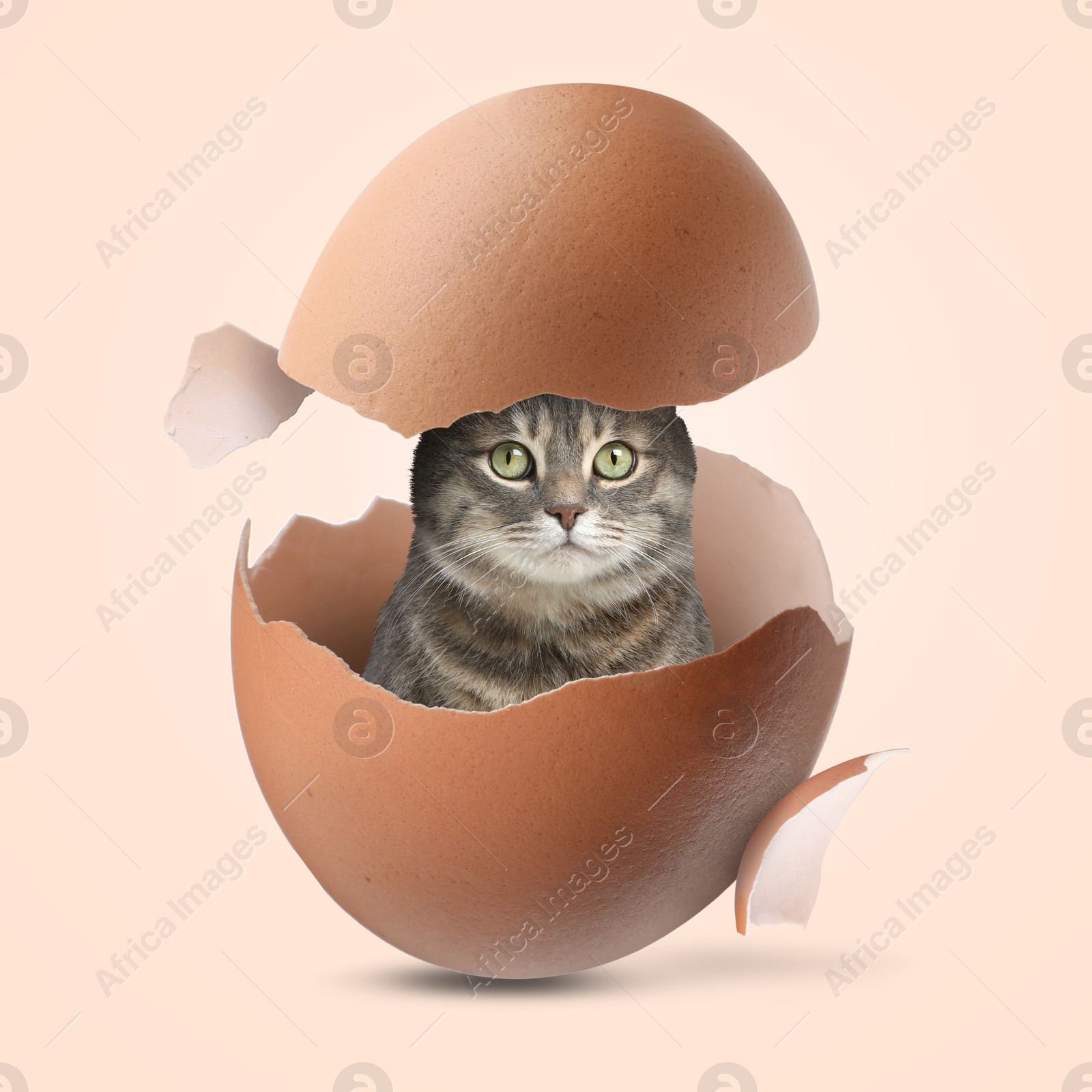 Image of Cute cat looking out of cracked eggshell on beige background