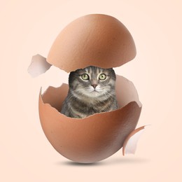 Image of Cute cat looking out of cracked eggshell on beige background