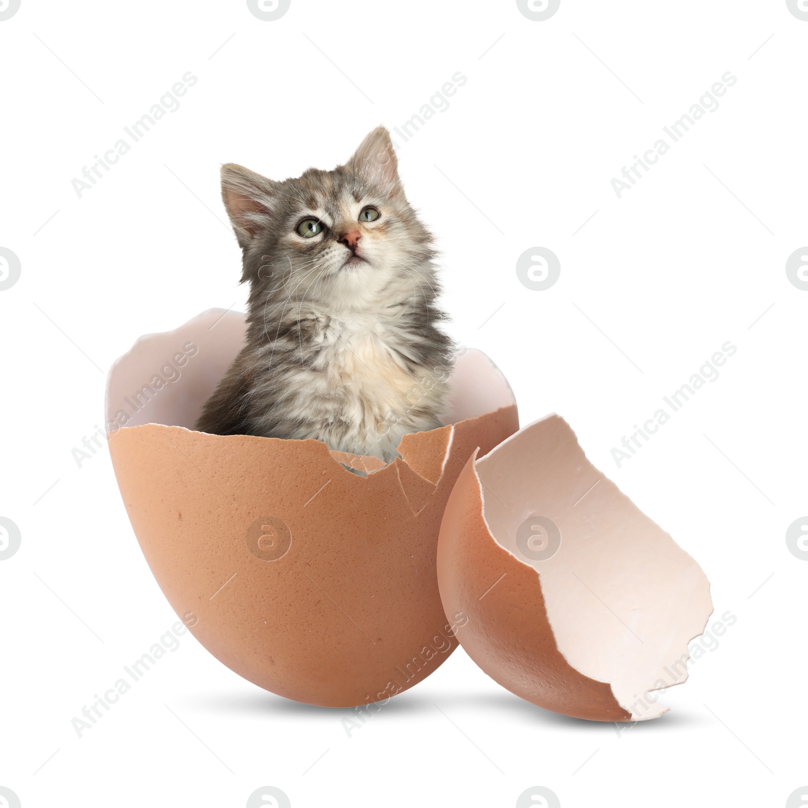 Image of Cute kitten looking out of cracked eggshell on white background. Baby animal