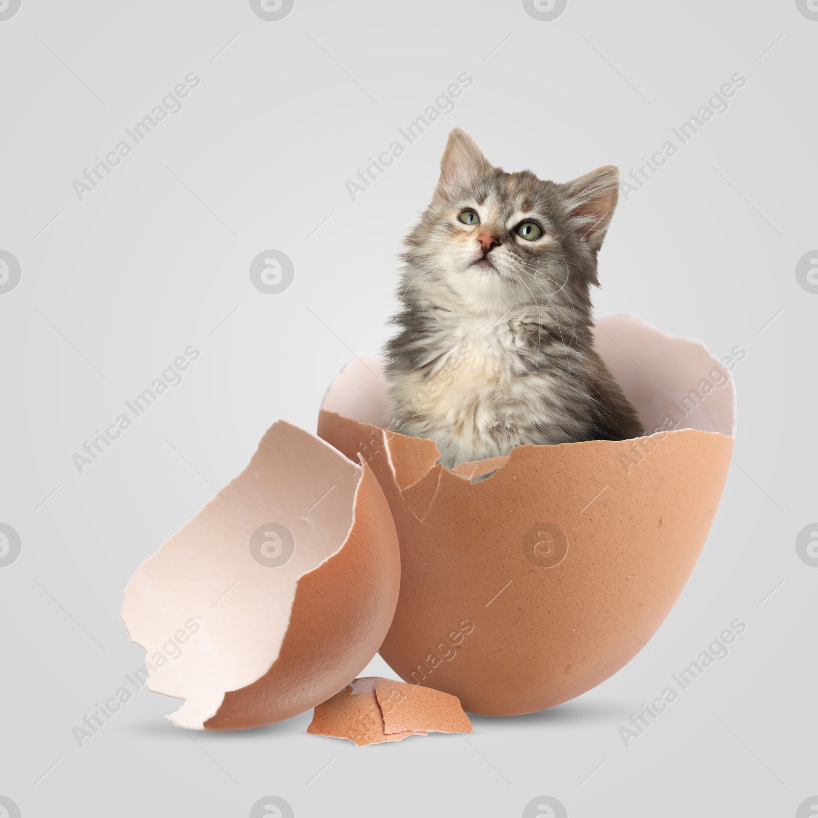 Image of Cute kitten looking out of cracked eggshell on light grey background. Baby animal