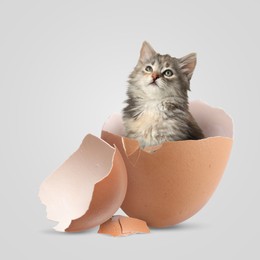 Image of Cute kitten looking out of cracked eggshell on light grey background. Baby animal