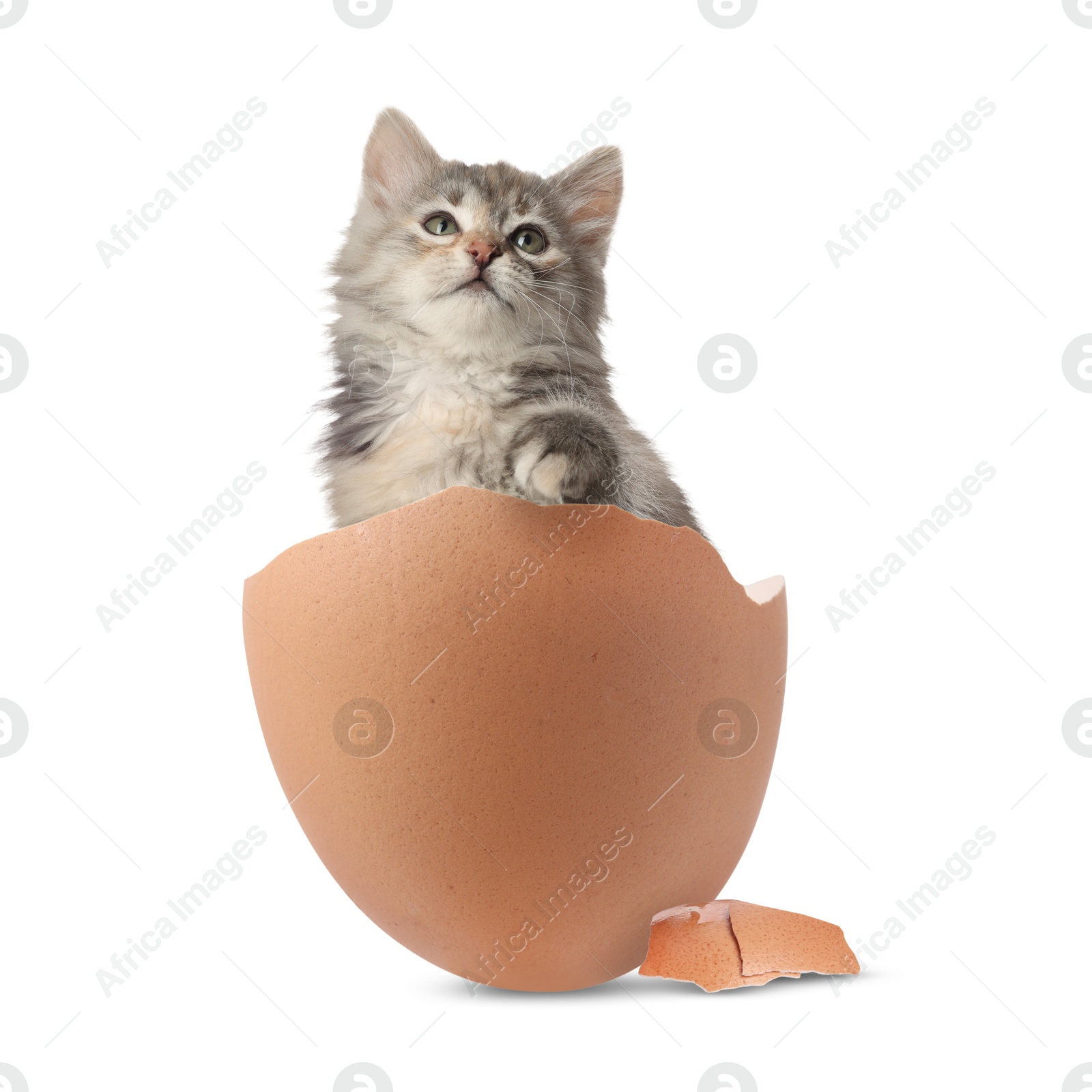 Image of Cute kitten looking out of cracked eggshell on white background. Baby animal