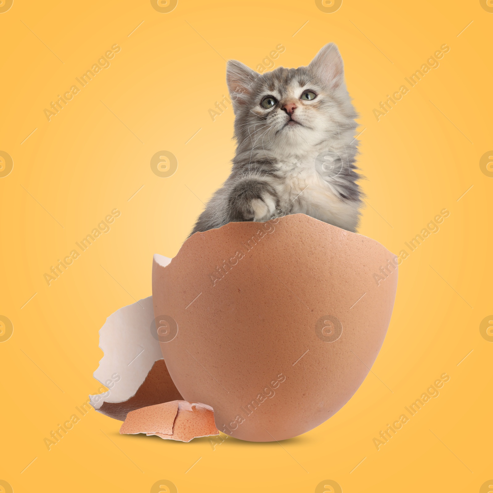 Image of Cute kitten looking out of cracked eggshell on orange background. Baby animal