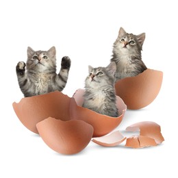 Image of Cute kittens in cracked eggshells on white background. Baby animal