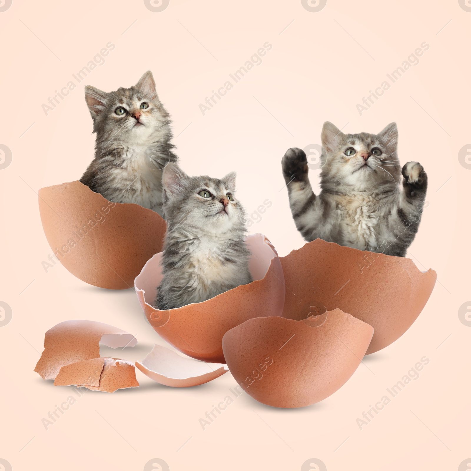 Image of Cute kittens in cracked eggshells on beige background. Baby animal