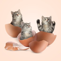 Image of Cute kittens in cracked eggshells on beige background. Baby animal