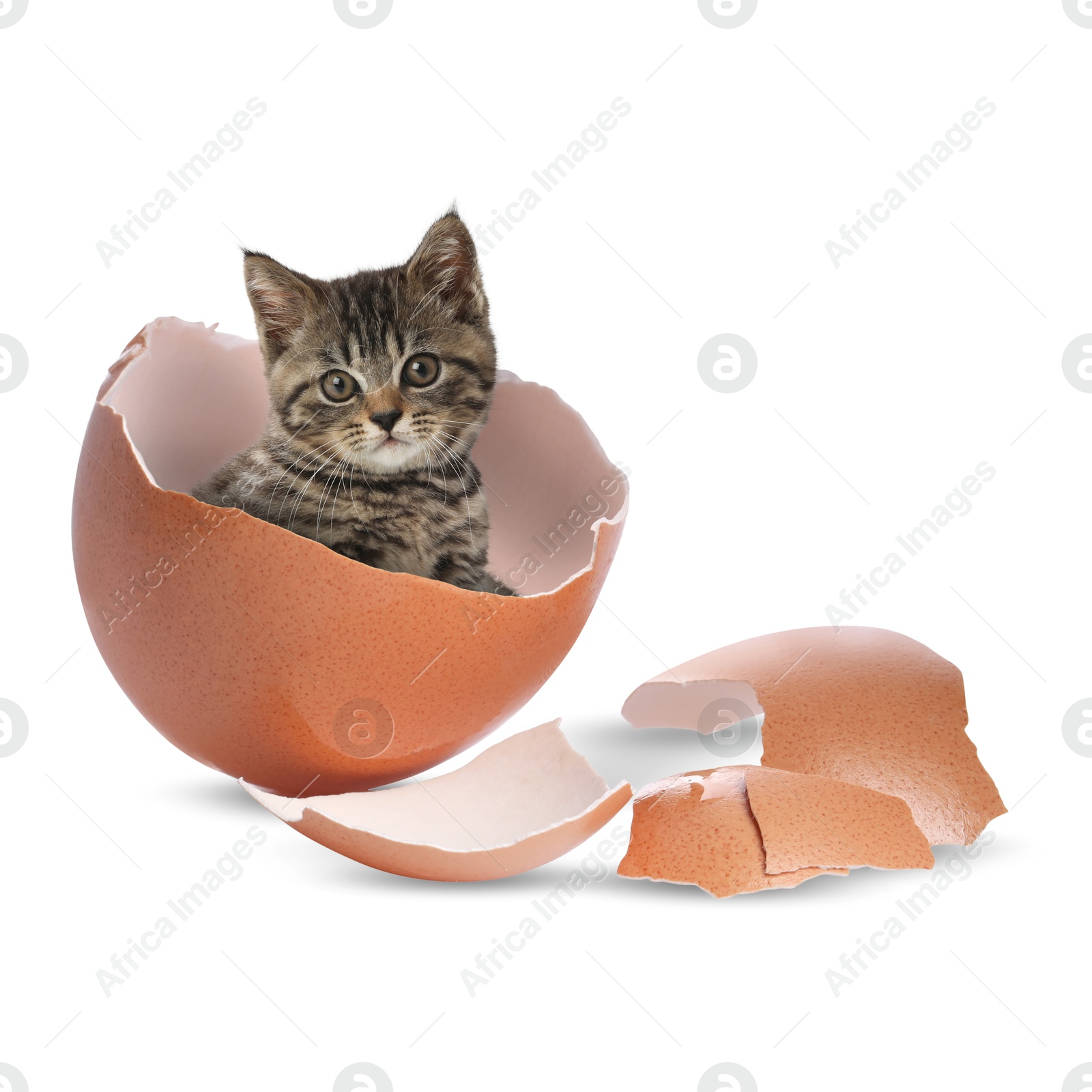 Image of Cute kitten looking out of cracked eggshell on white background. Baby animal