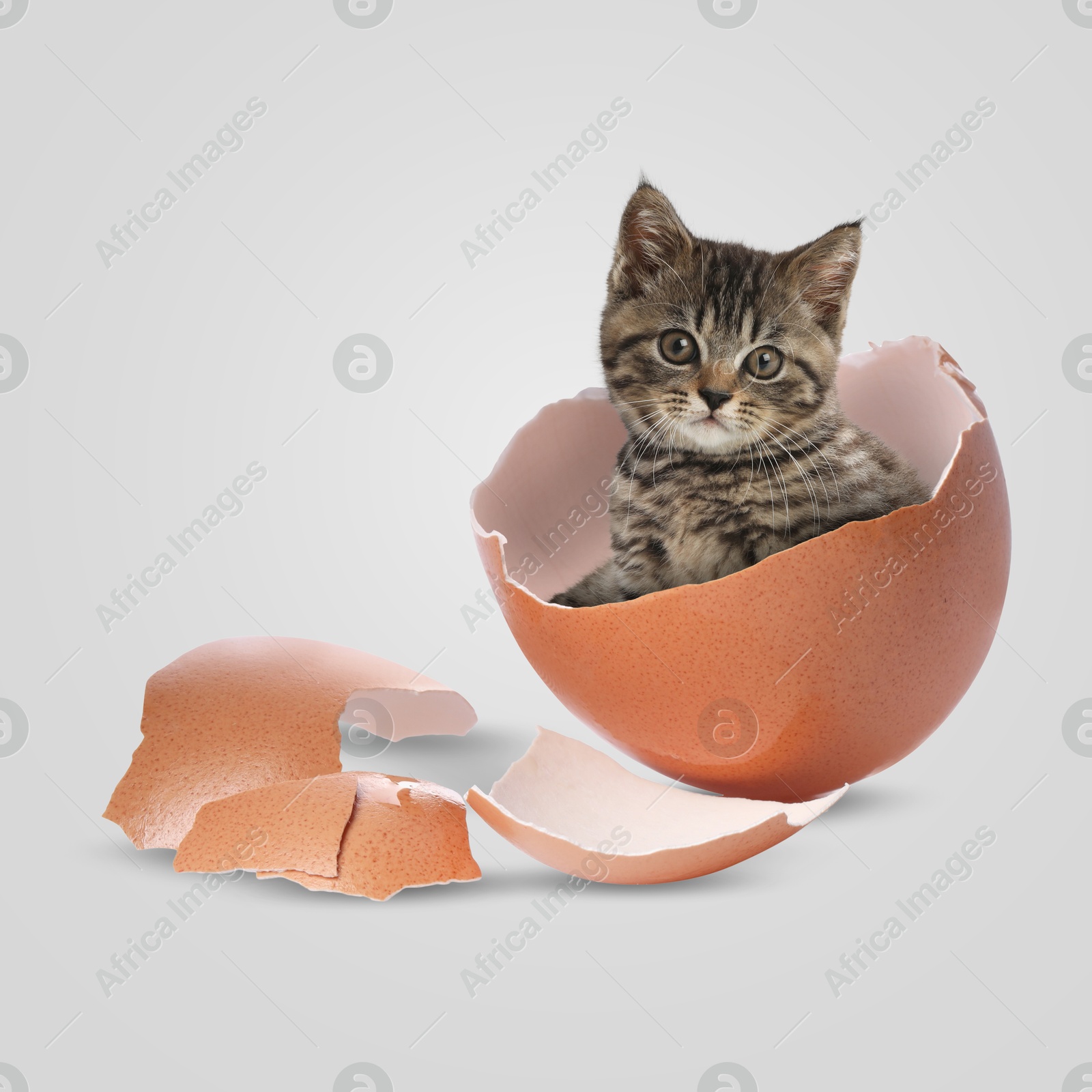 Image of Cute kitten looking out of cracked eggshell on light grey background. Baby animal