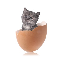 Image of Cute kitten looking out of cracked eggshell on white background. Baby animal