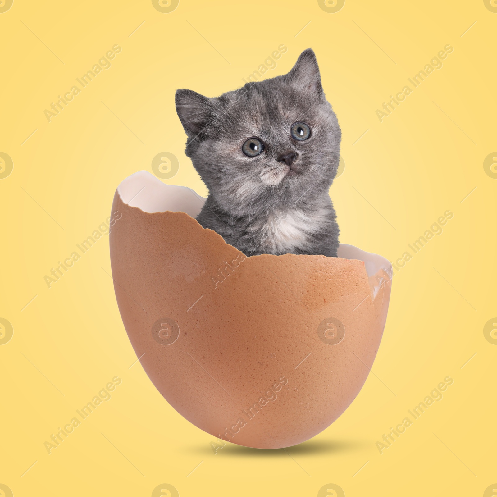 Image of Cute kitten looking out of cracked eggshell on golden background. Baby animal