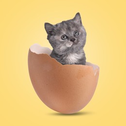 Image of Cute kitten looking out of cracked eggshell on golden background. Baby animal