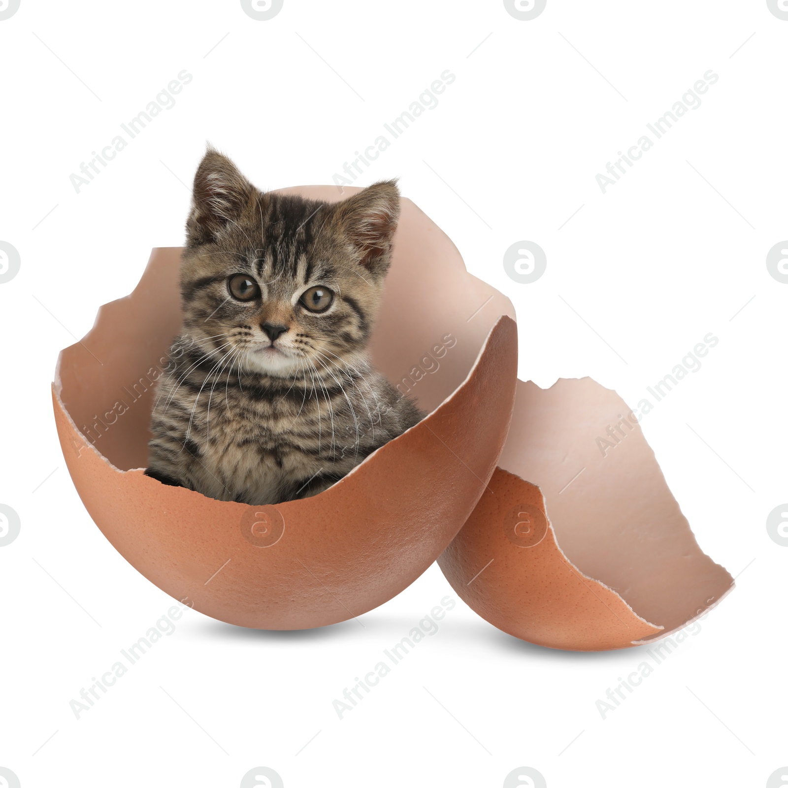 Image of Cute kitten looking out of cracked eggshell on white background. Baby animal