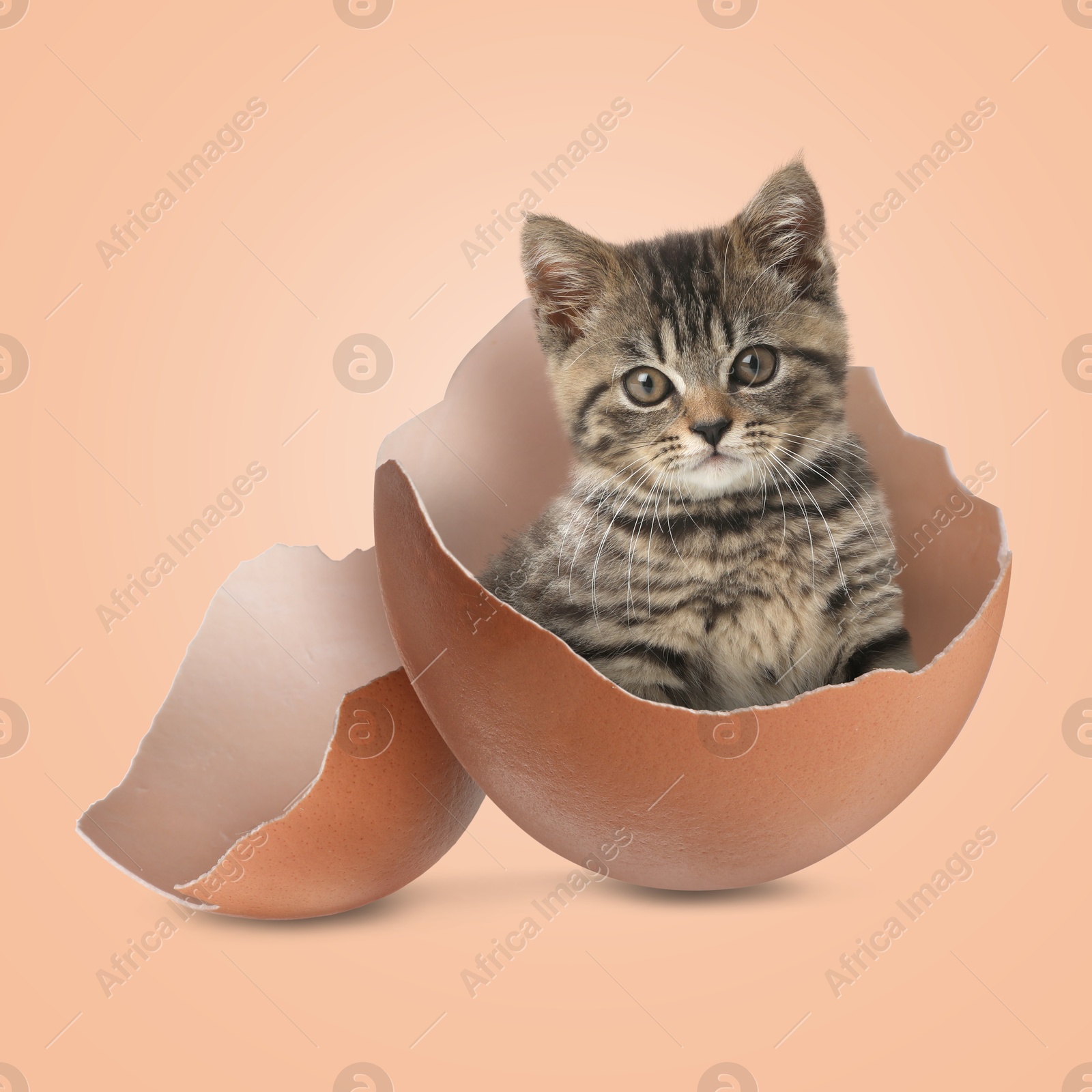 Image of Cute kitten looking out of cracked eggshell on pink beige background. Baby animal