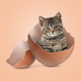 Image of Cute kitten looking out of cracked eggshell on pink beige background. Baby animal