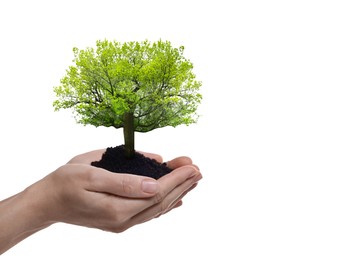 Environment and ecology concept. Woman holding soil with small tree on white background, closeup