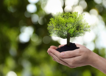 Image of Environment and ecology concept. Woman holding soil with small tree outdoors, closeup