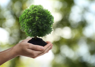 Image of Environment and ecology concept. Woman holding soil with small tree outdoors, closeup