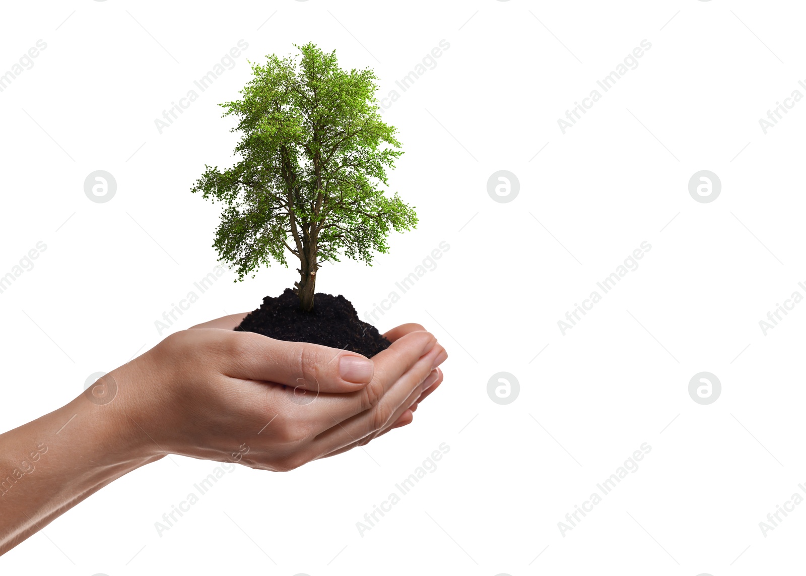 Image of Environment and ecology concept. Woman holding soil with small tree on white background, closeup