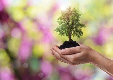 Image of Environment and ecology concept. Woman holding soil with small tree outdoors, closeup