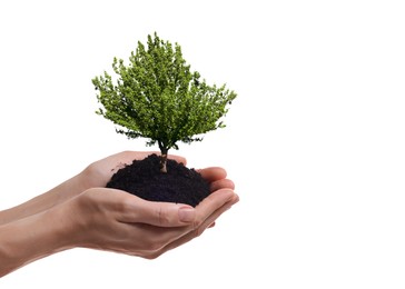 Image of Environment and ecology concept. Woman holding soil with small tree on white background, closeup