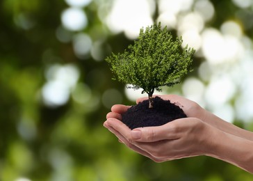 Image of Environment and ecology concept. Woman holding soil with small tree outdoors, closeup