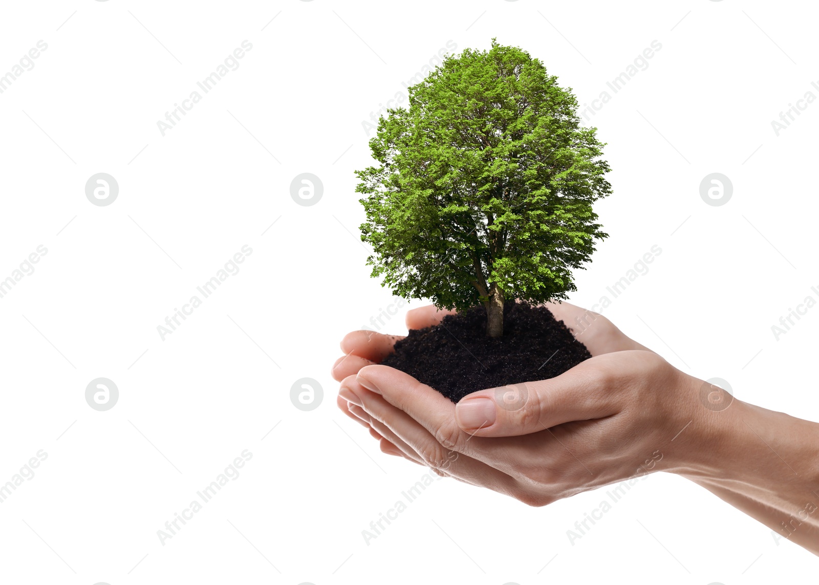 Image of Environment and ecology concept. Woman holding soil with small tree on white background, closeup