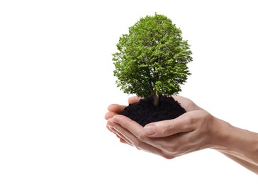 Image of Environment and ecology concept. Woman holding soil with small tree on white background, closeup