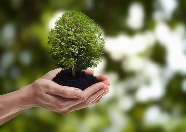 Image of Environment and ecology concept. Woman holding soil with small tree outdoors, closeup