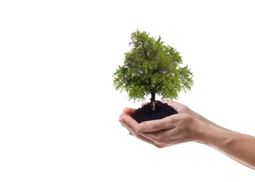 Image of Environment and ecology concept. Woman holding soil with small tree on white background, closeup