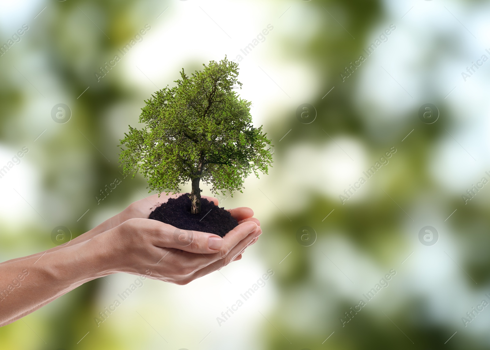 Image of Environment and ecology concept. Woman holding soil with small tree outdoors, closeup